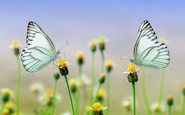 Workshop Meer vlinders en bijen in de tuin