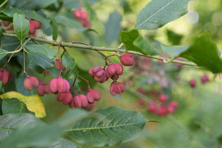 Bloeiende akker thema in de Heemtuin